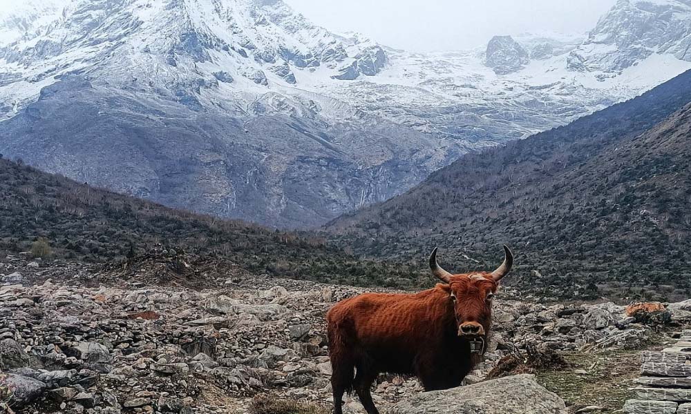 Horse Riding tour to Manaslu