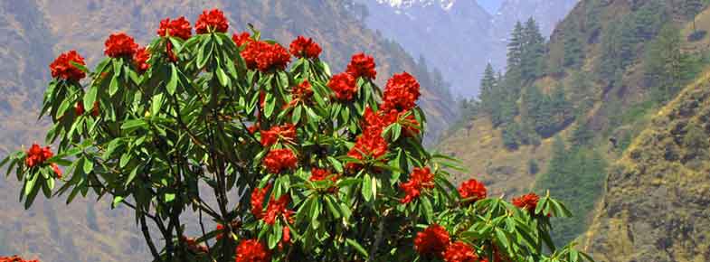 Spring 2024 and places to visit in Nepal