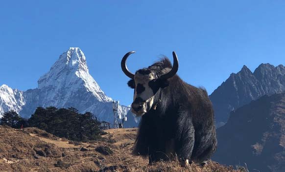 Everest Horse Riding Trek