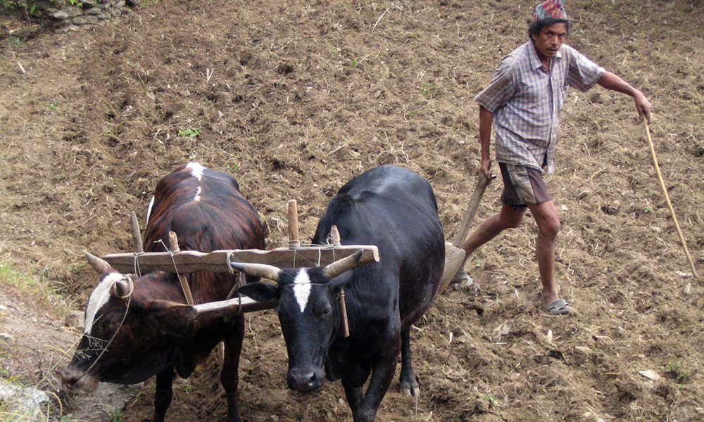 Farmer plowing his field - On the way to Tikhedhunga