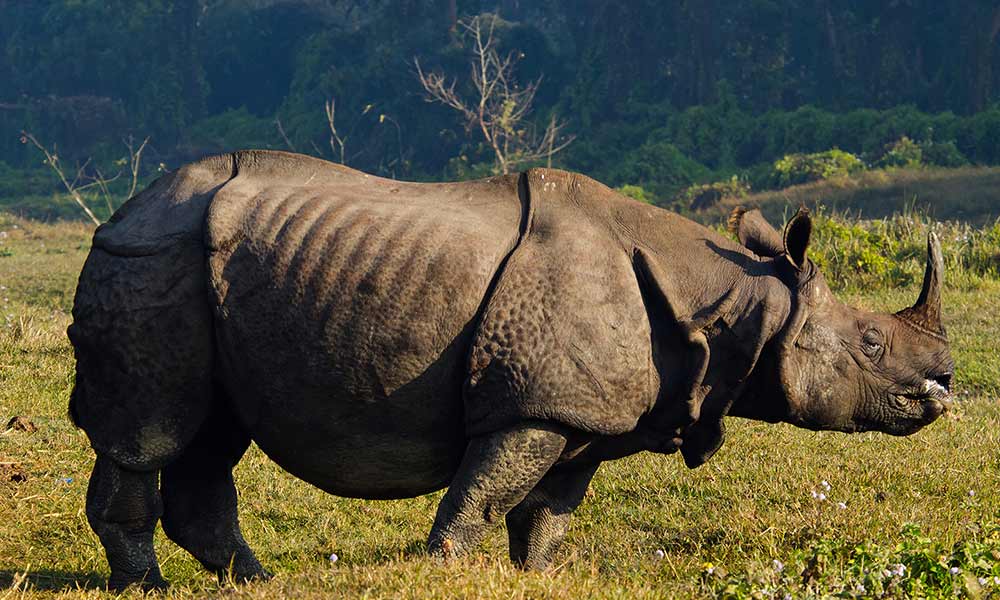 One-horned Rhino