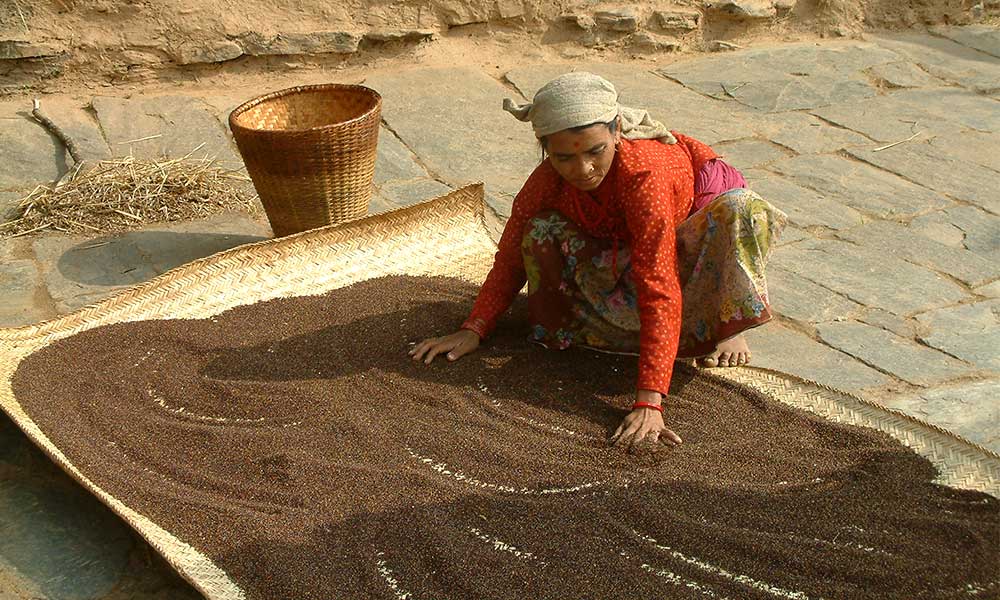 A local woman sifting Kodo millet