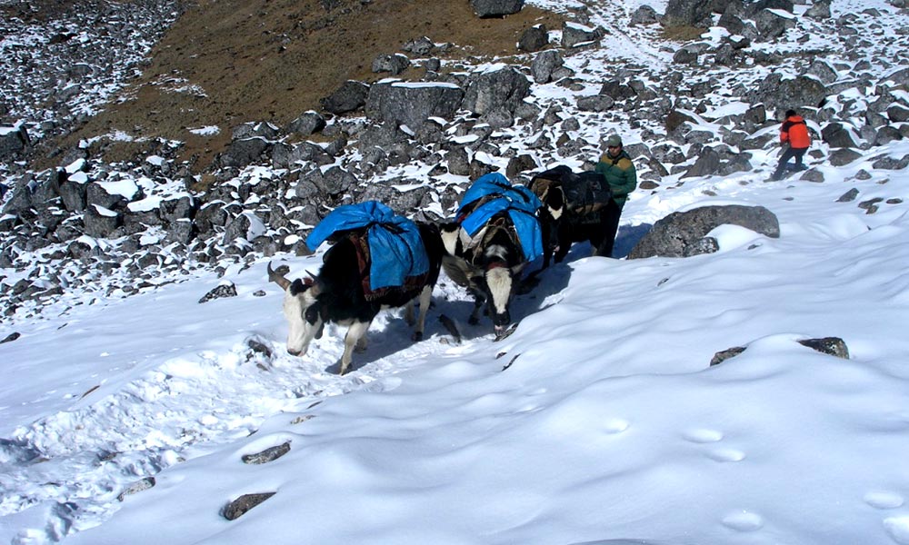 Yaks on the ascent of Shyala La