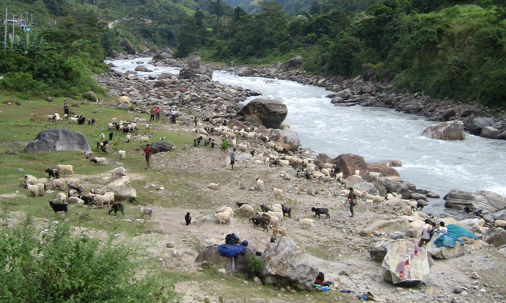 Shepherd boys grazing sheep on the bank of Marshyangdi river